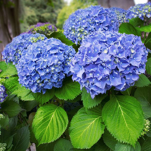 Hydrangea macrophylla 'Nikko Blue'