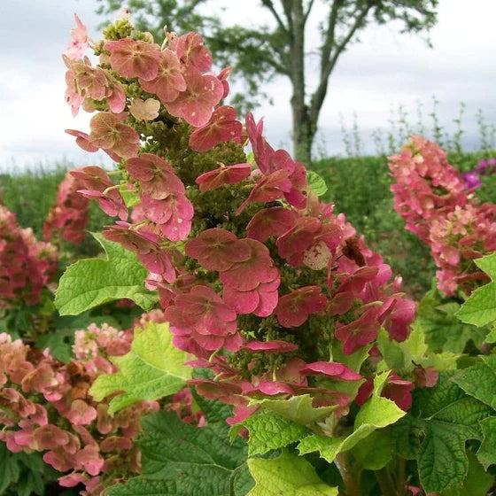 Hydrangea quercifolia 'Ruby Slippers'