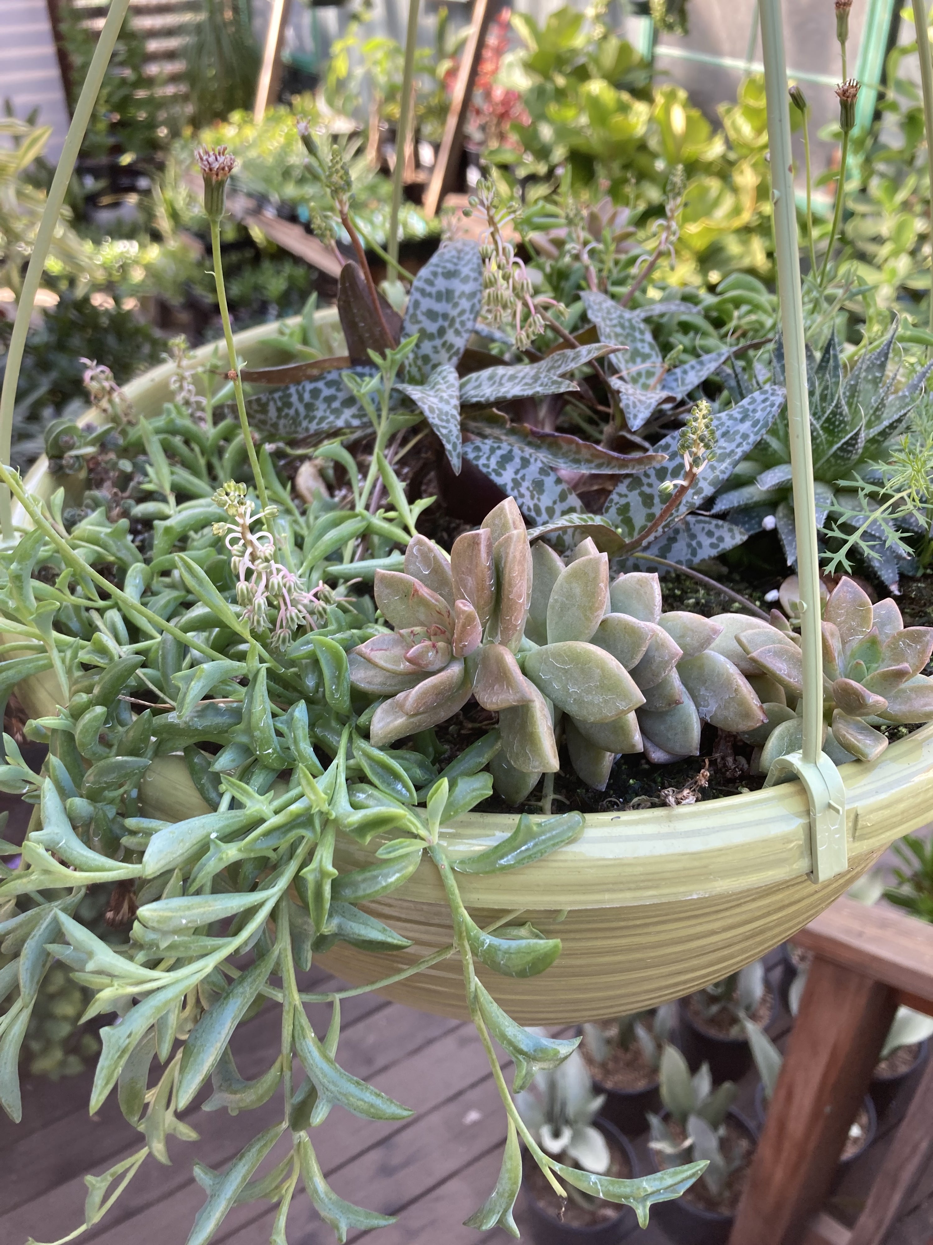 succulents hanging baskets Succulent Hanging Basket