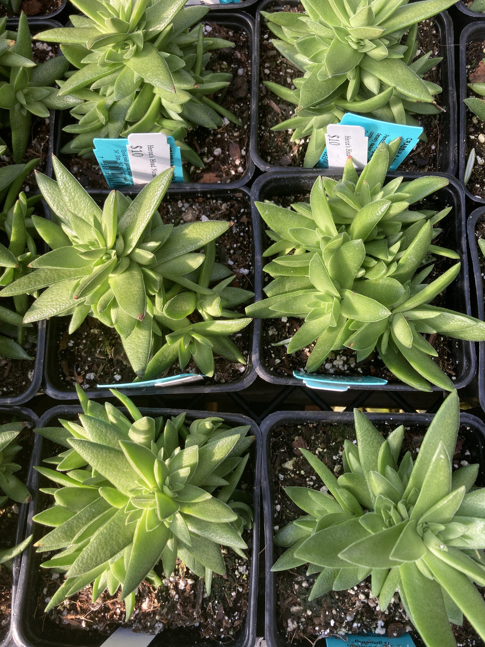 Crassula capitella 'Red Pagoda'
