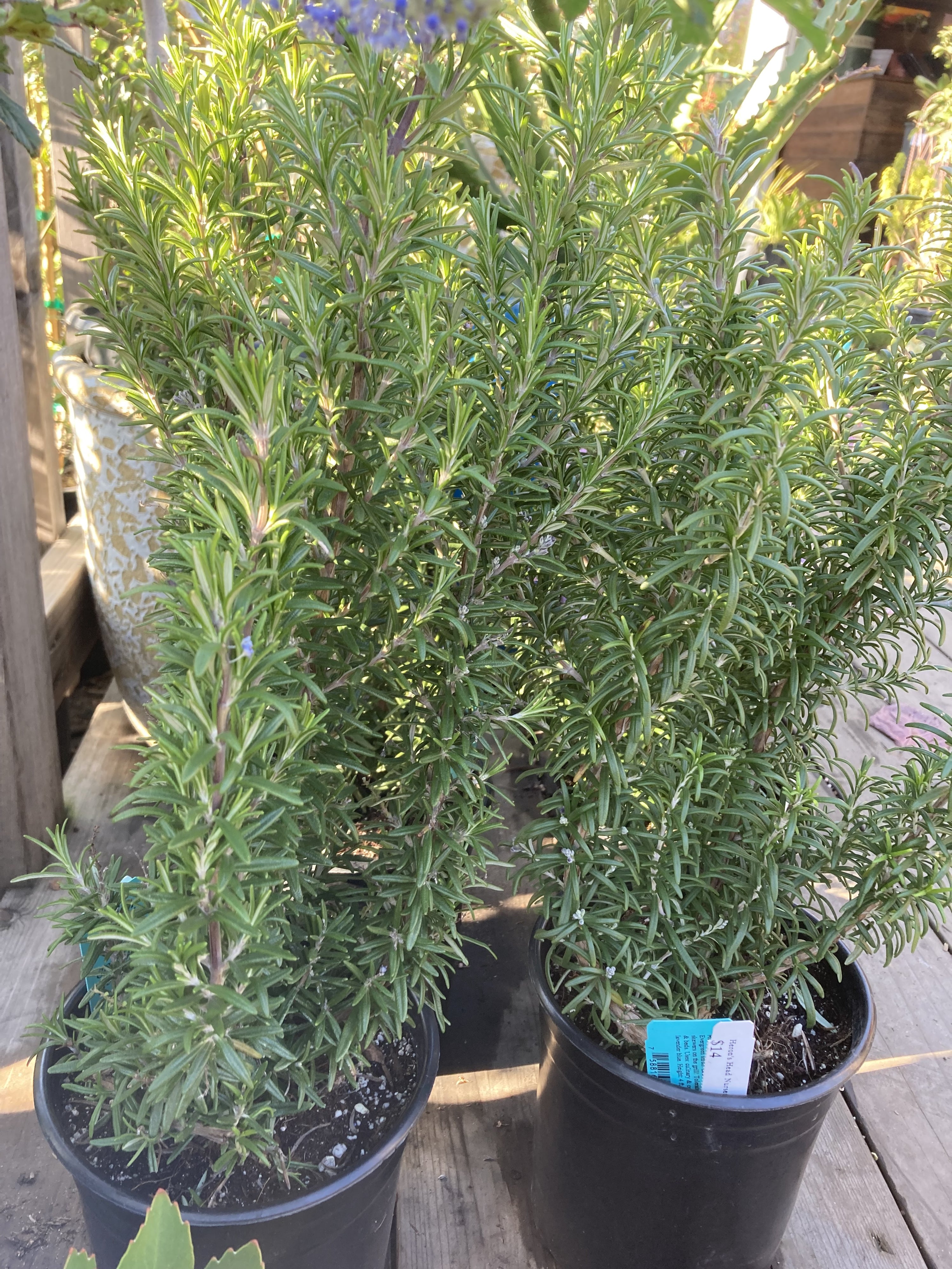 barbecue succulent plant Rosmarinus (Rosemary) officinalis 'Barbecue' – Heron's Head Nursery