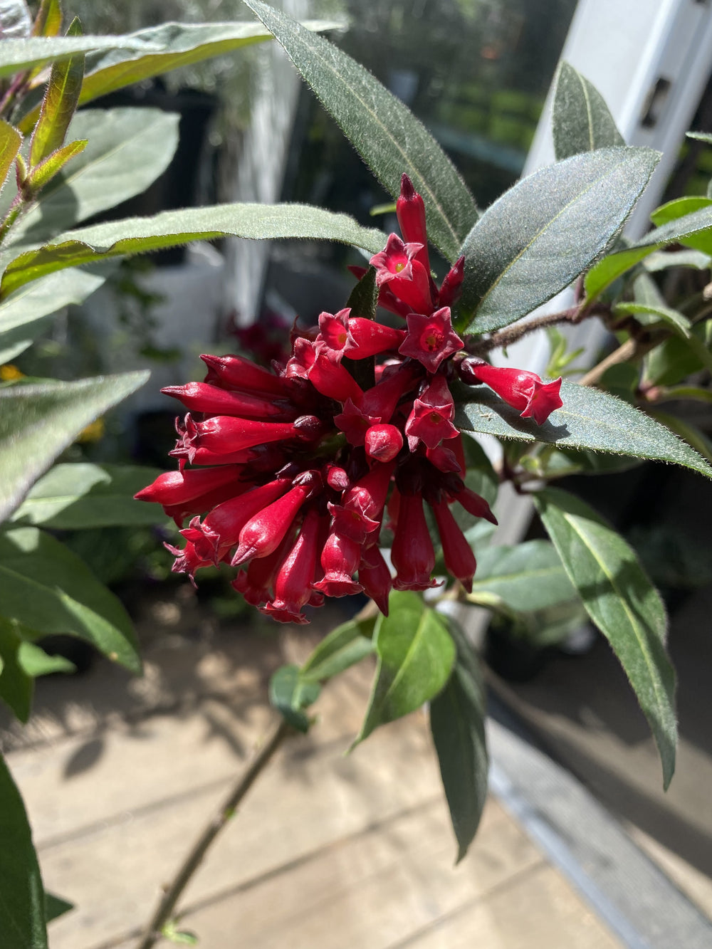 Cestrum 'Newelii"