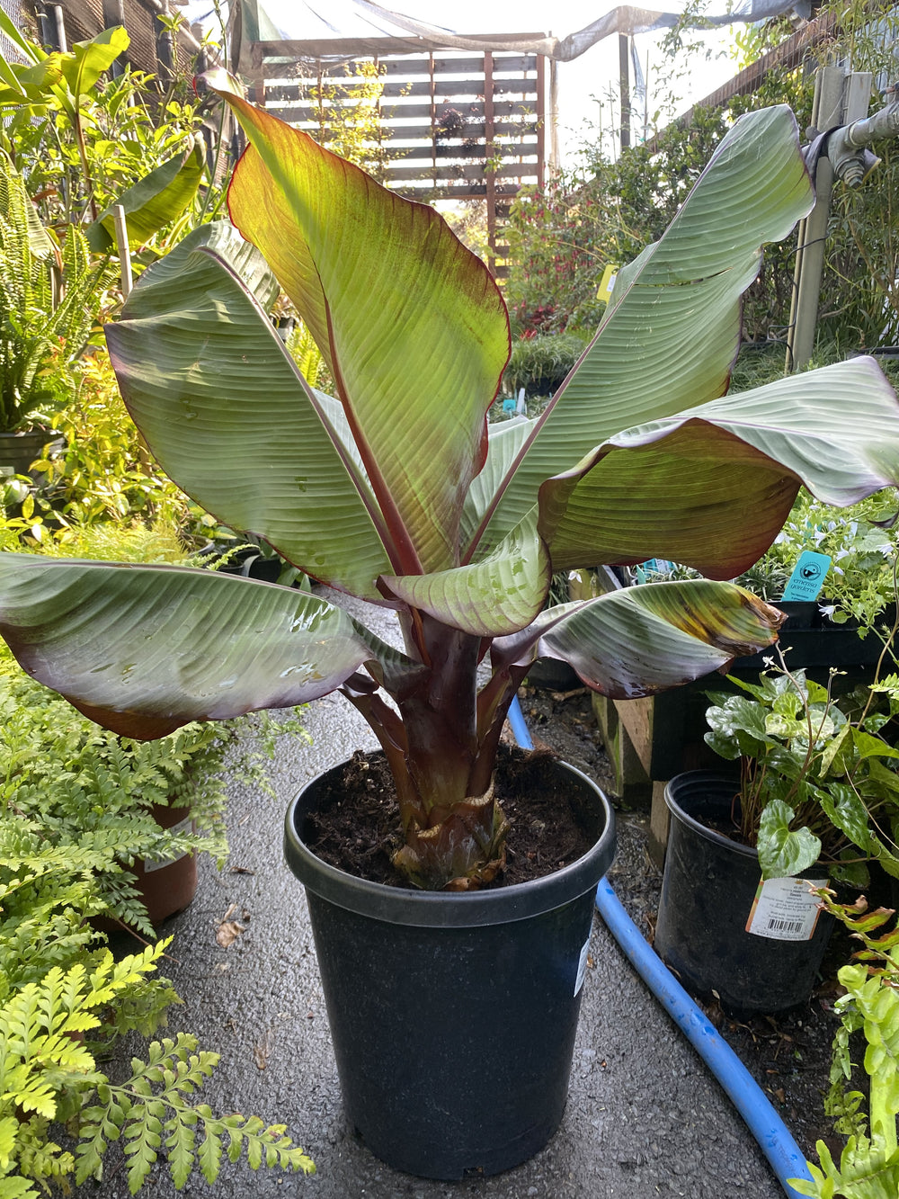 Ensete ventricosum 'Maurelii'