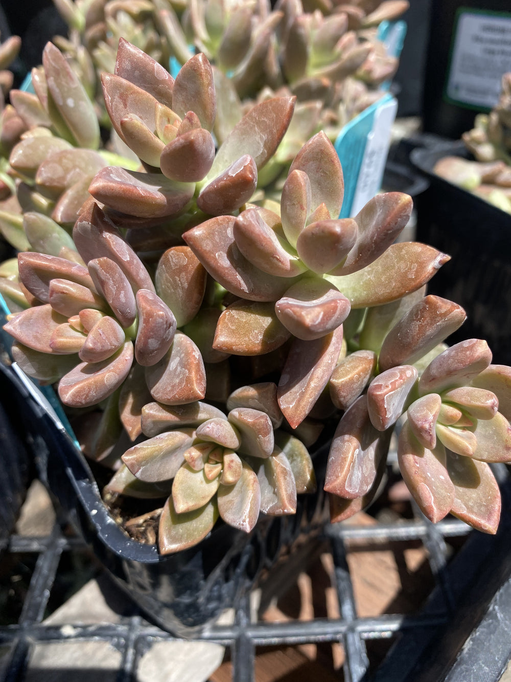 Graptosedum 'California Sunset'