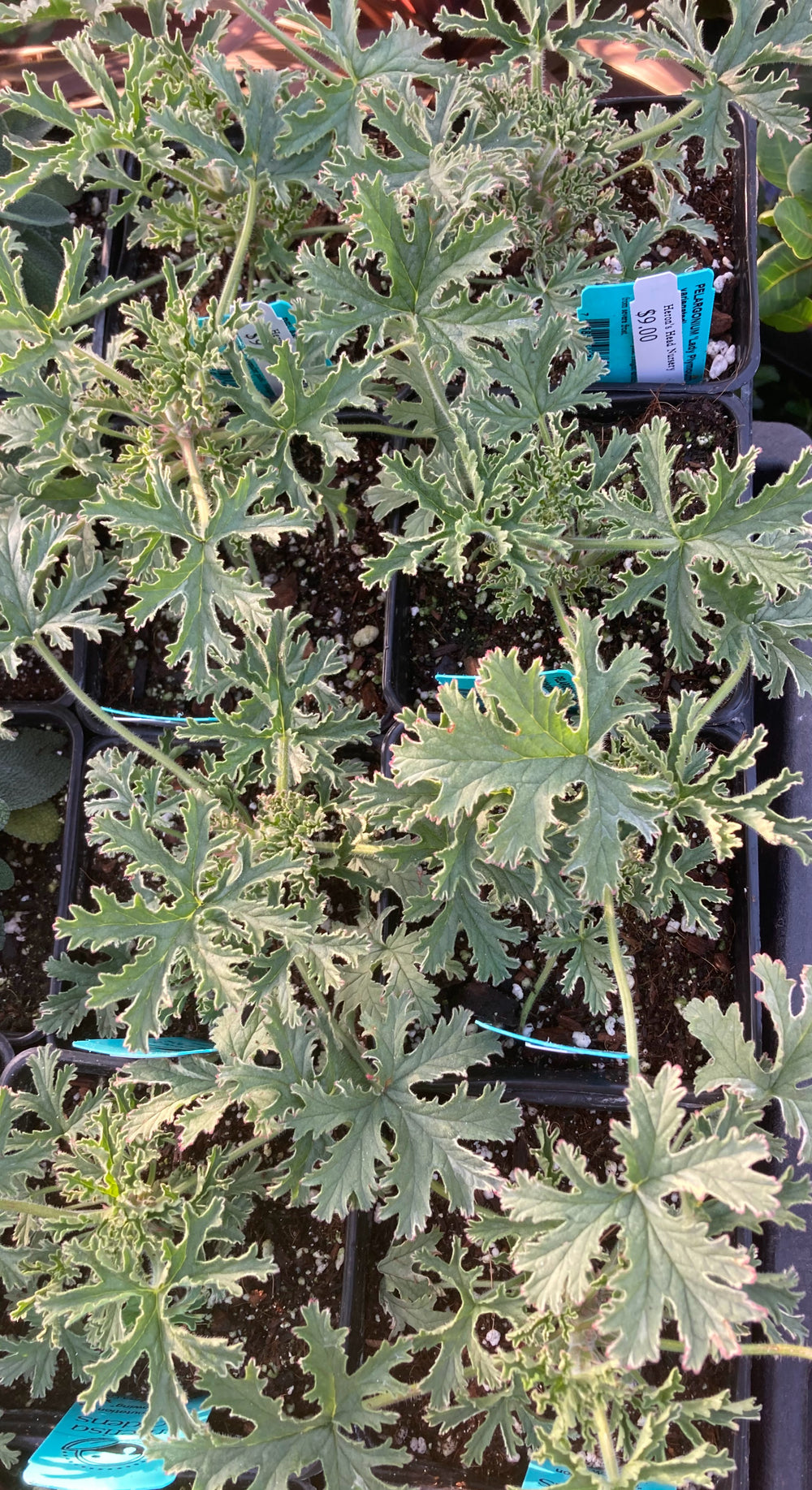 Pelargonium 'Lady Plymouth Variegated'