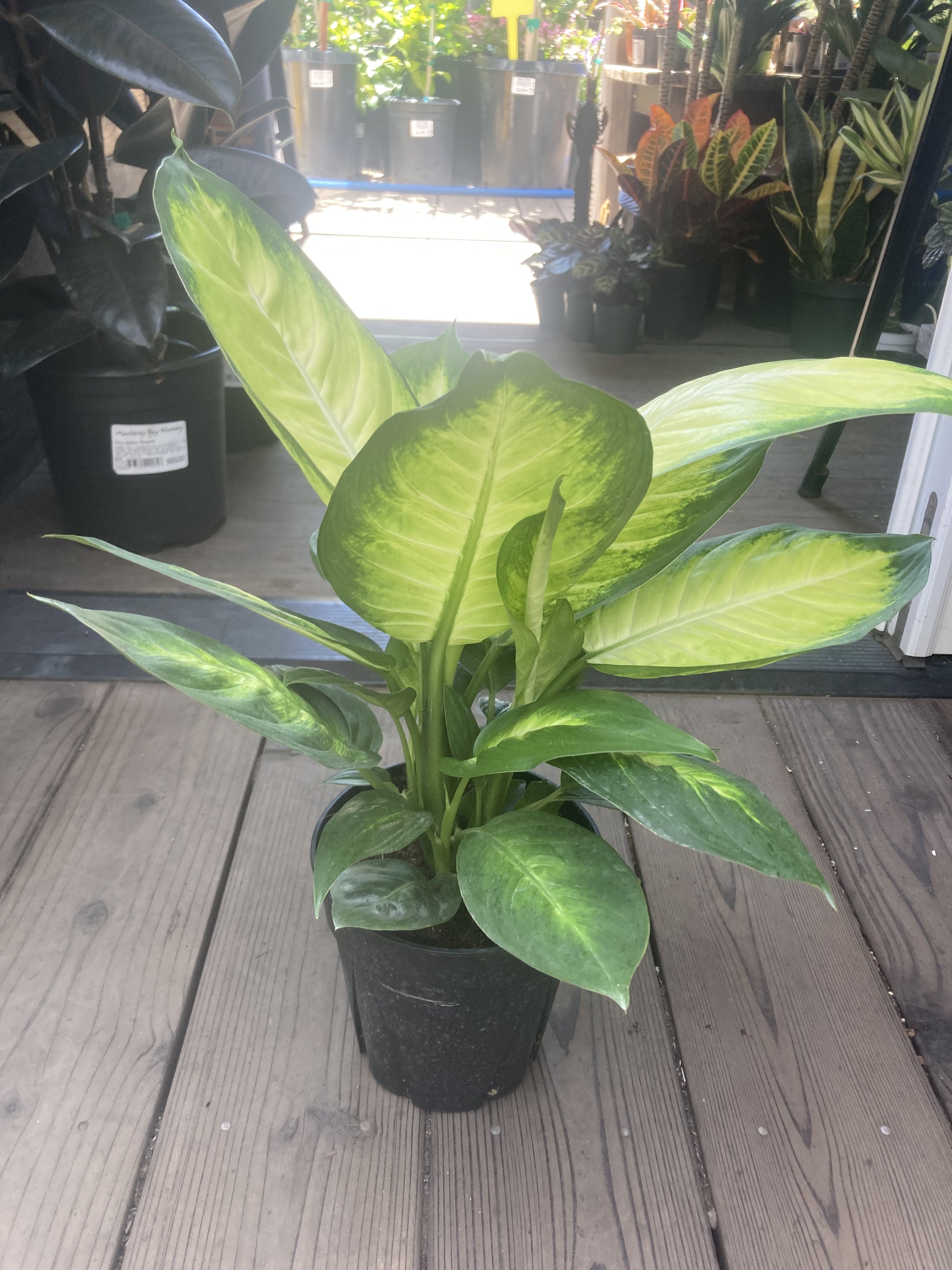 golden dieffenbachia plant Dieffenbachia seguine – Heron's Head Nursery