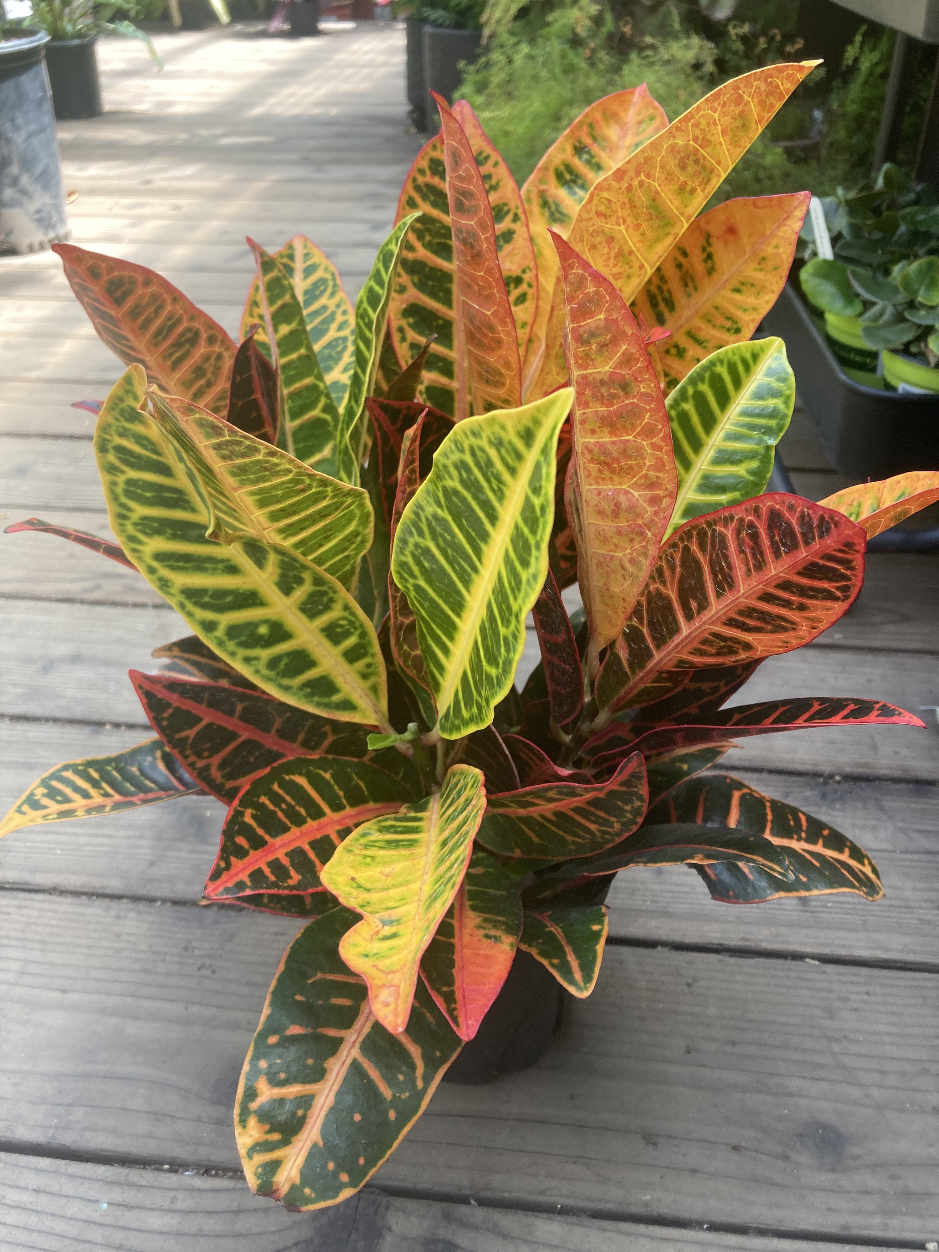 indoor croton petra plant Croton 'Petra'