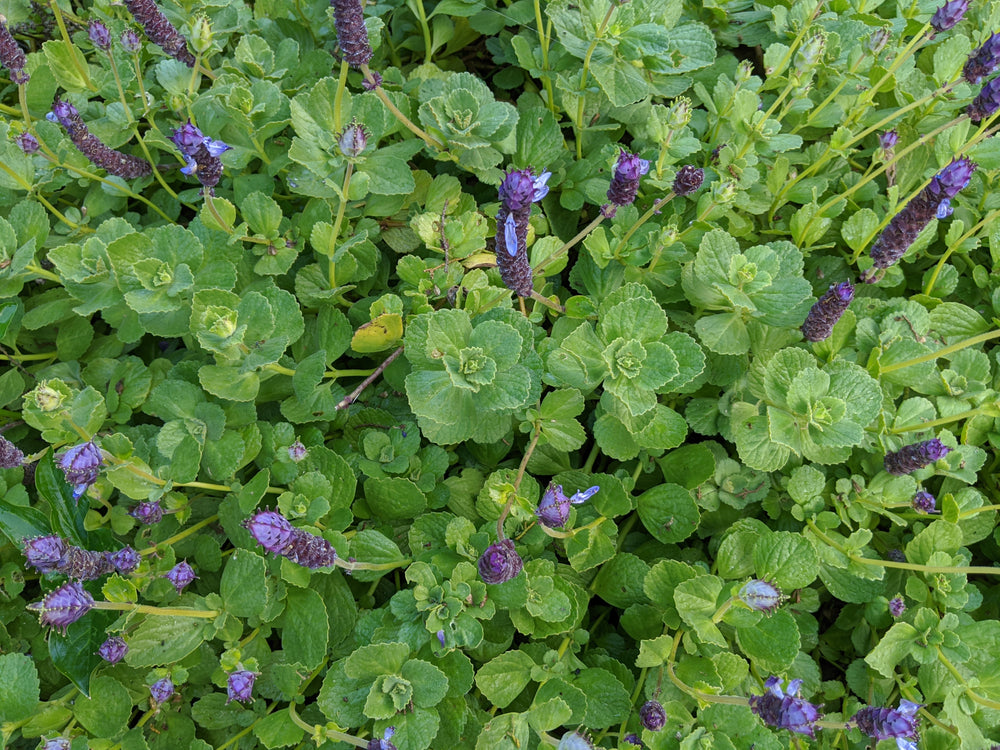 Plectranthus neochilus