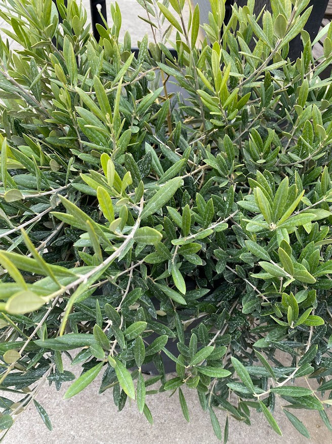 Olea europaea 'Skylark Dwarf'