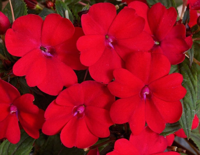 Impatiens hawkeri Sunpatiens 'Compact Red'