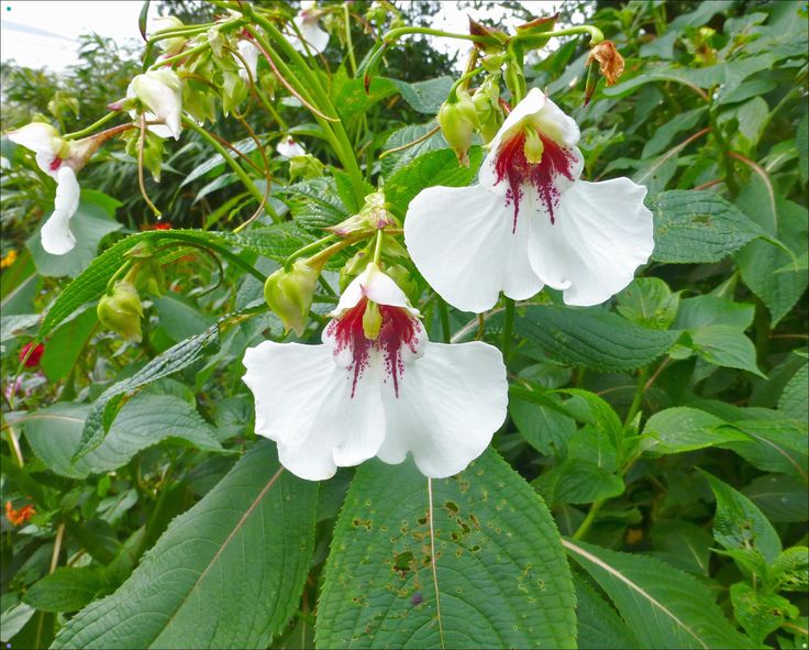 Impatiens tinctoria