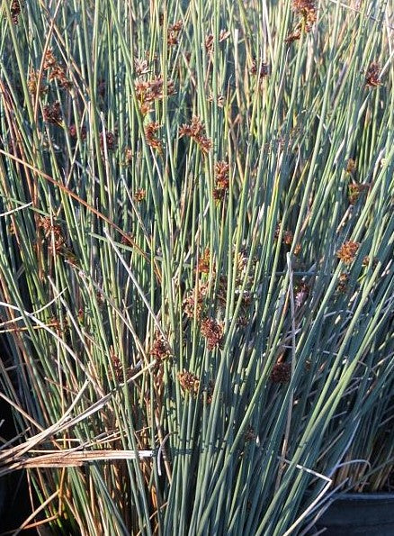 Juncus Patens 'Elk Blue'