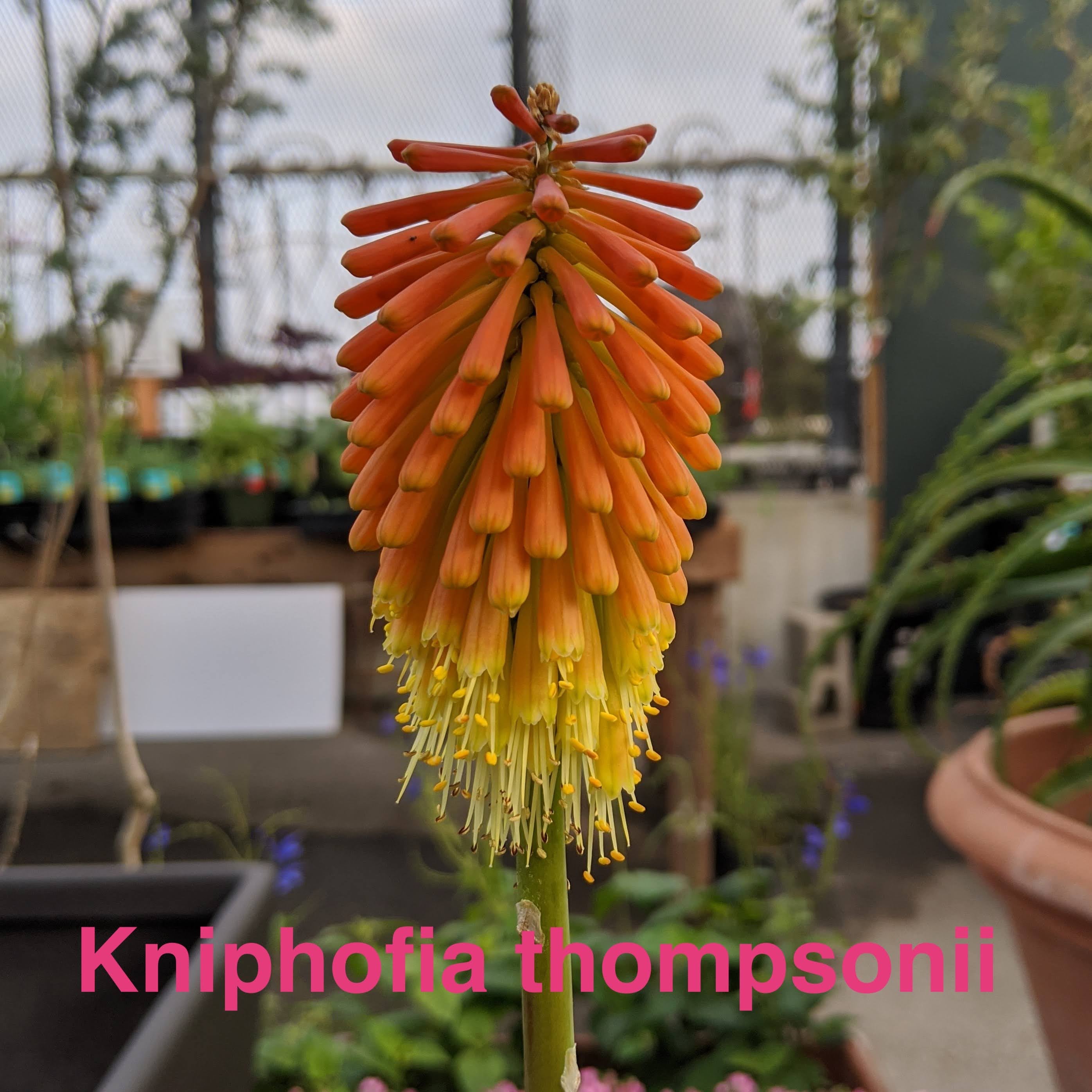 Kniphofia thomsonii