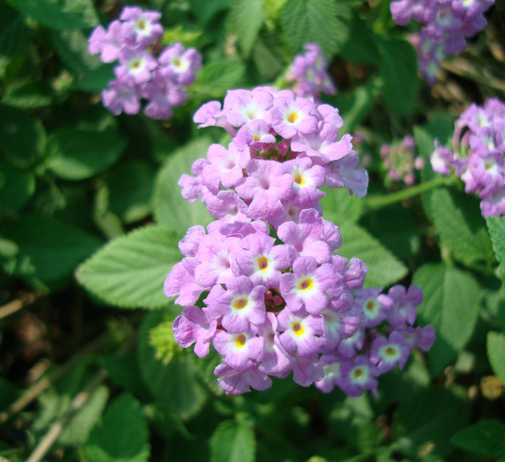 Lantana montevidensis 'Lord Brooks'