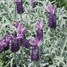 Lavandula stoechas 'Anouk Purple' (Lavender)