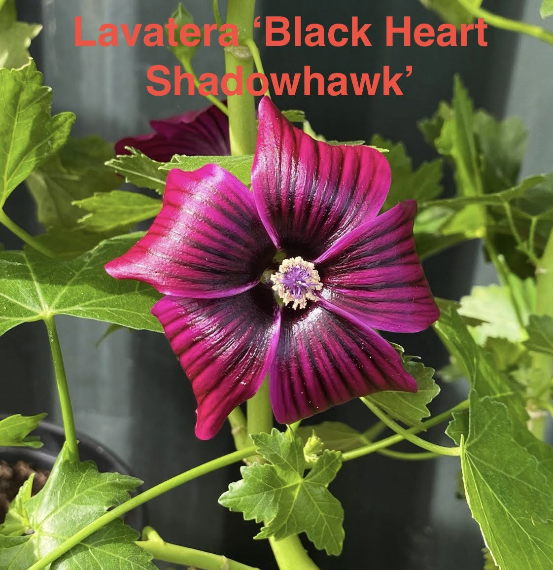 Lavatera (Malva) Black Heart™ 'Shadowhawk'