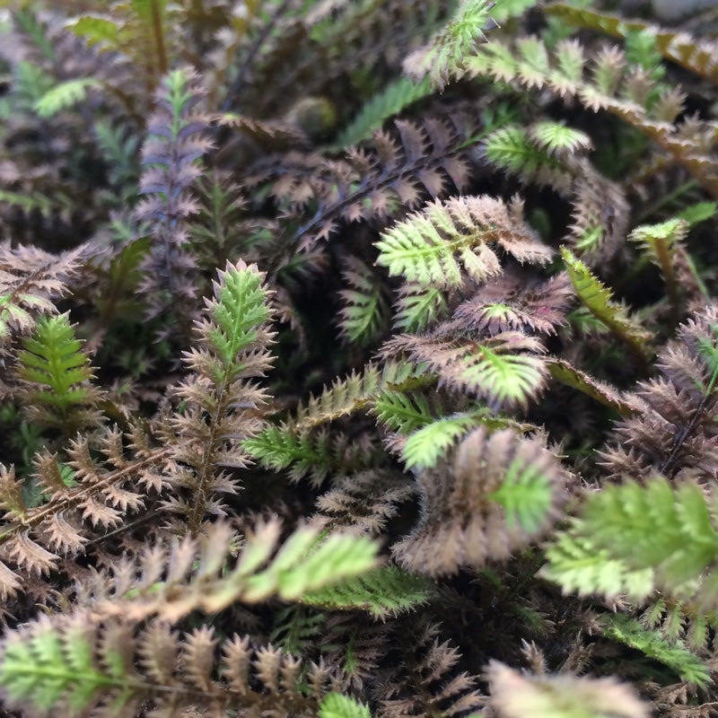 Leptinella squalida 'Platt's Black'