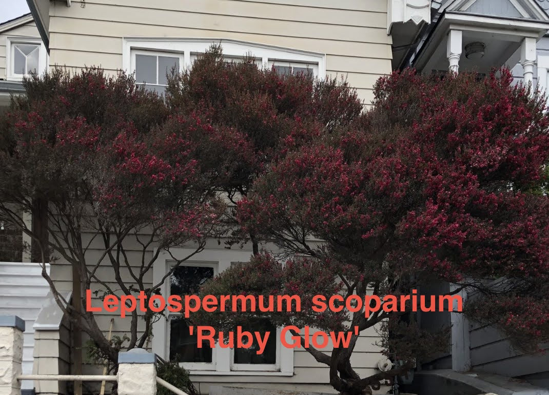 Leptospermum scoparium 'Ruby Glow'