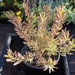 Leucadendron 'Jester'