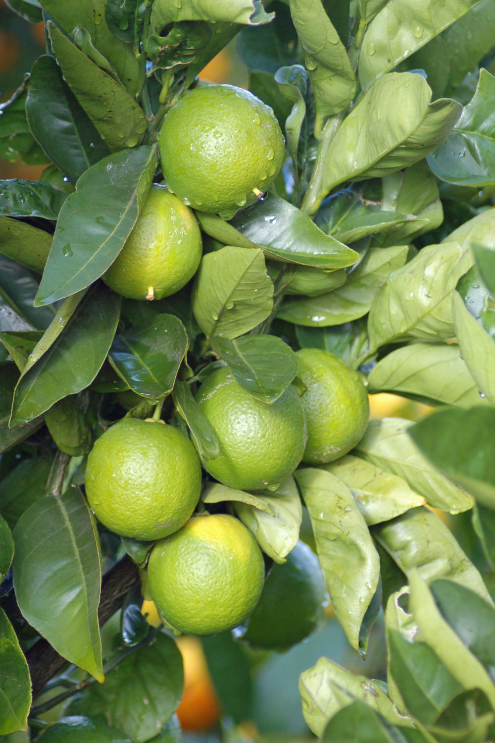 Citrus 'Bearss' Lime