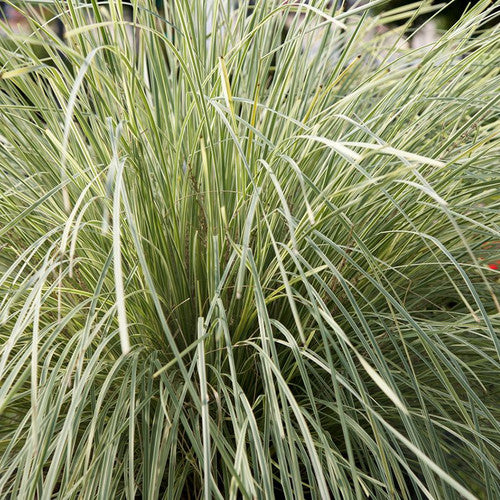 Heron's Head Nursery Lomandra longifolia Platinum Beauty