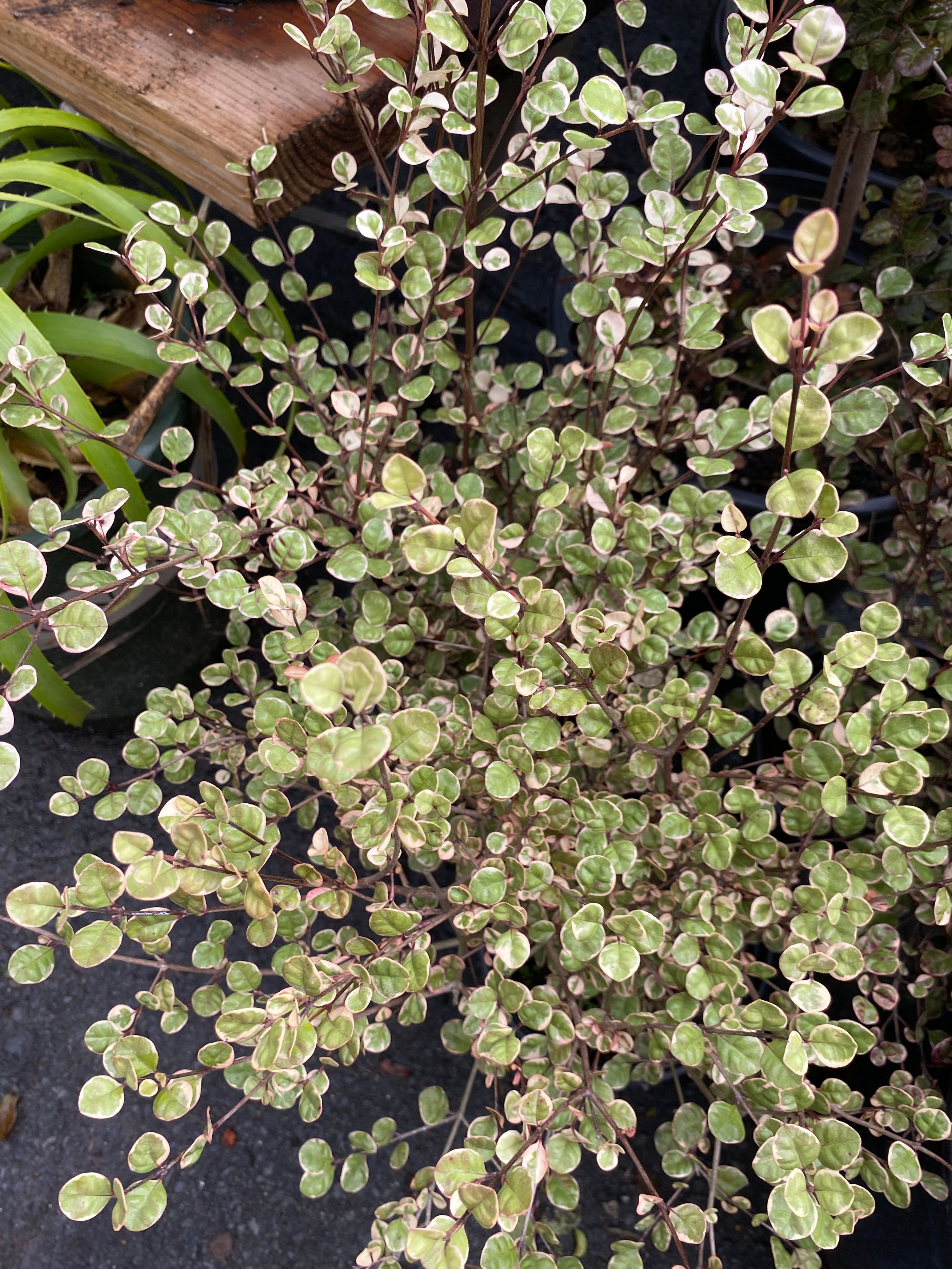 Lophomyrtus x ralphii "Sundae"