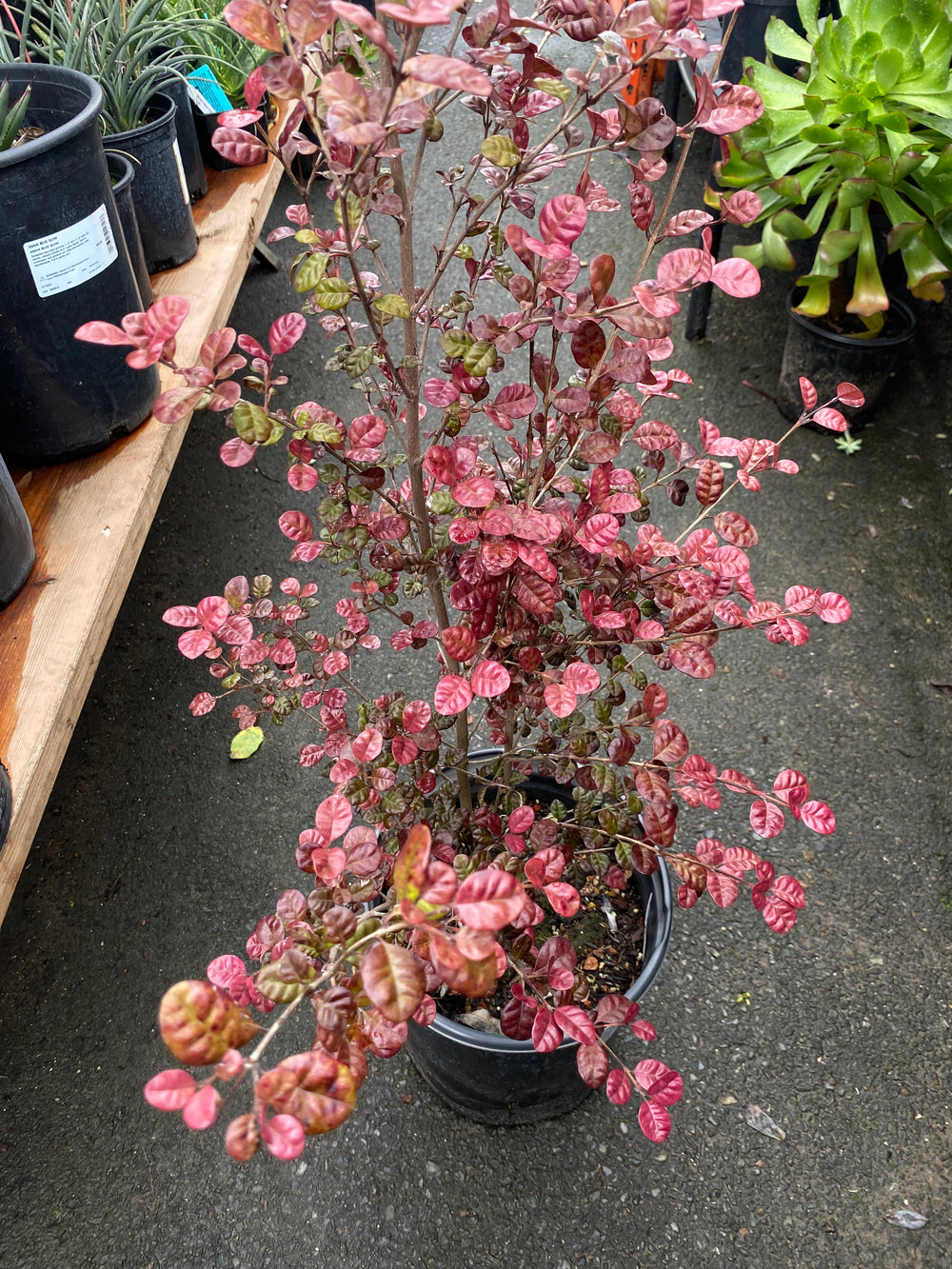 Lophomyrtus ralphii 'Red Dragon'