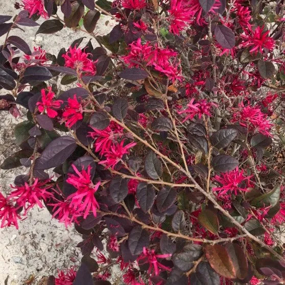 Loropetalum chinense 'Ever Red' (L. 'Chiang Nian Hong')