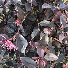 Loropetalum chinense var rubrum "Purple Majesty"