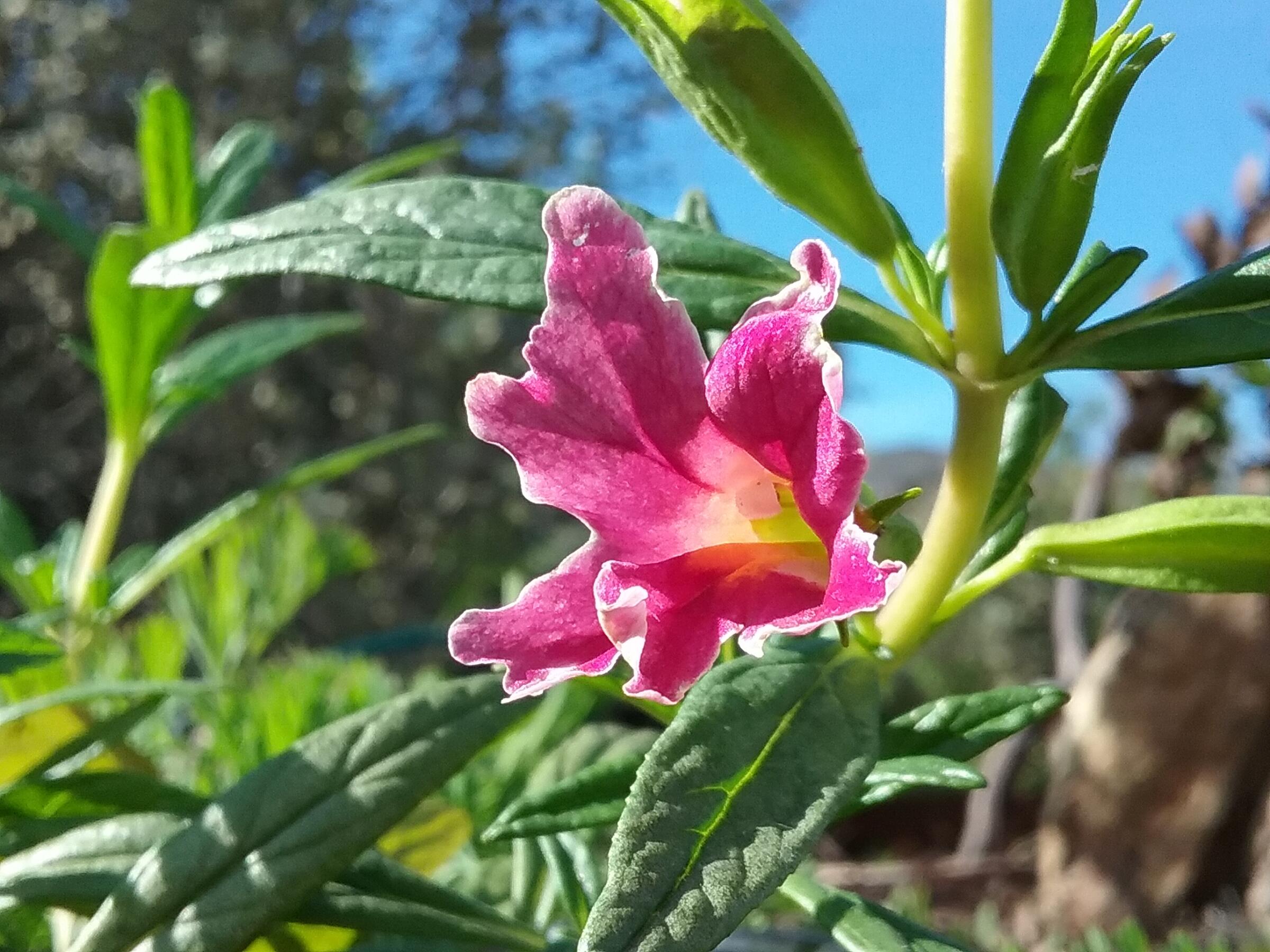 Diplacus (Mimulus) 'Jelly Bean Dark Pink'