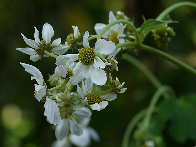 Montanoa grandiflora