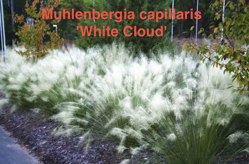 Muhlenbergia capillaris 'White Cloud'