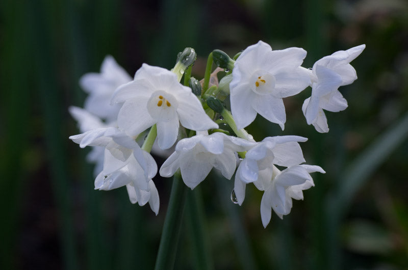 Narcissus tazetta "Ziva"