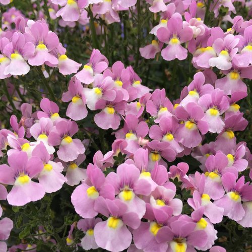 Nemesia fruticans 'Karoo Pink'