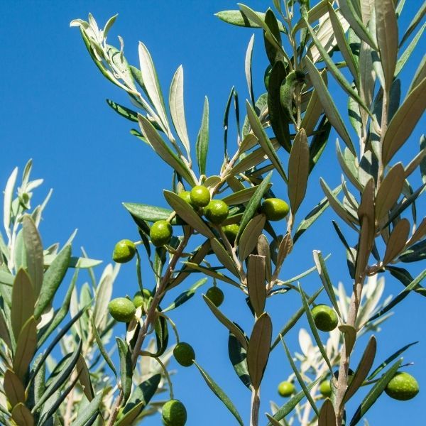 Olea europaea (Olive) 'Manzanillo'