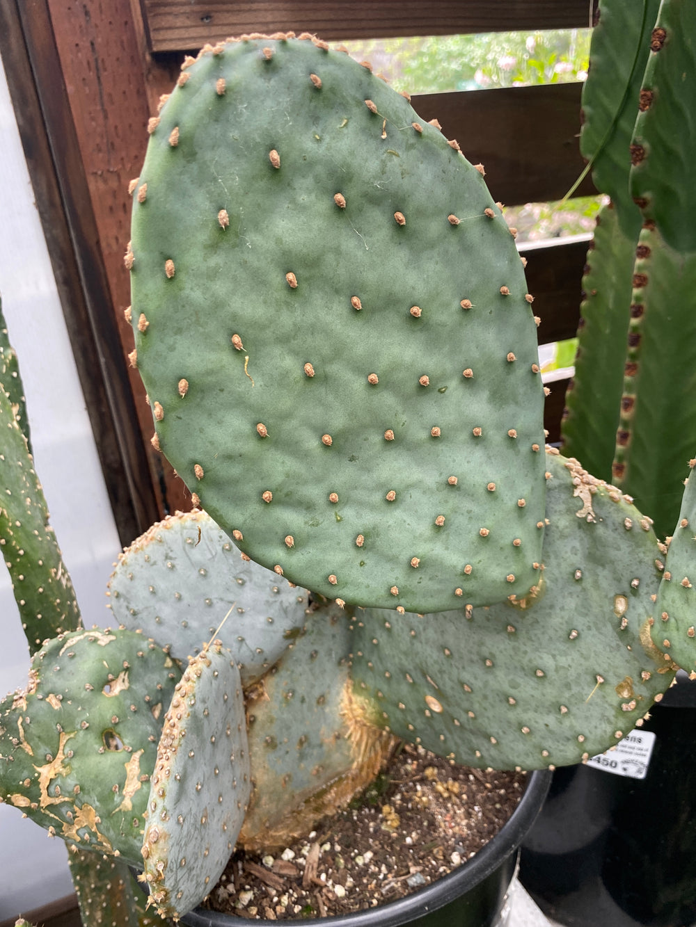 Opuntia santarita