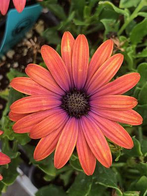 Osteospermum ecklonis Ostica 'Bronze'