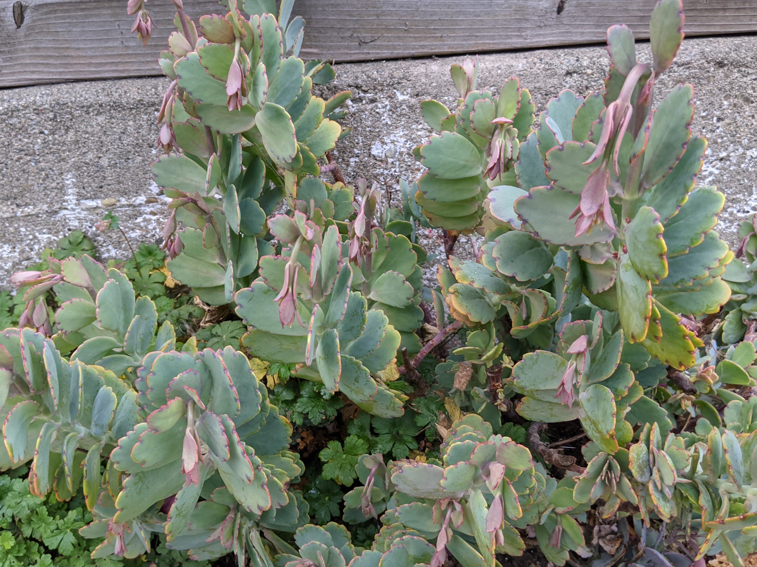 panamensis succulent Kalanchoe panamensis (marnieriana)