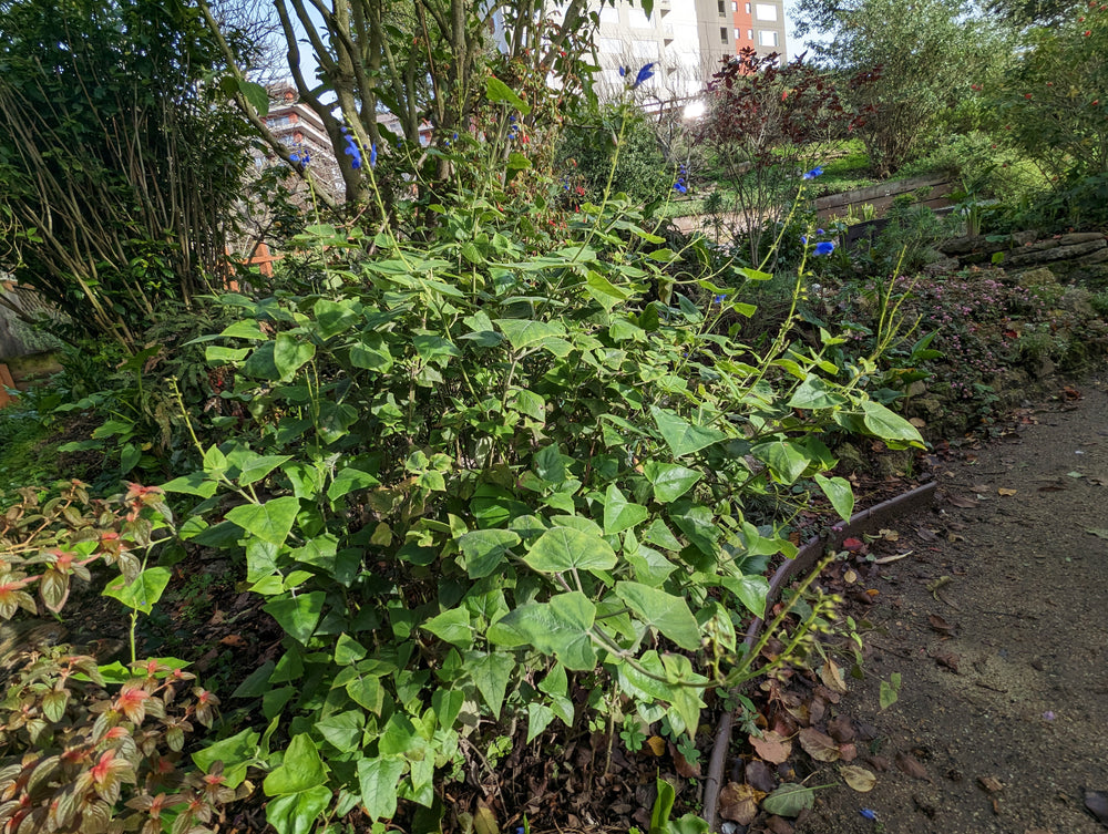 Salvia cacaliifolia