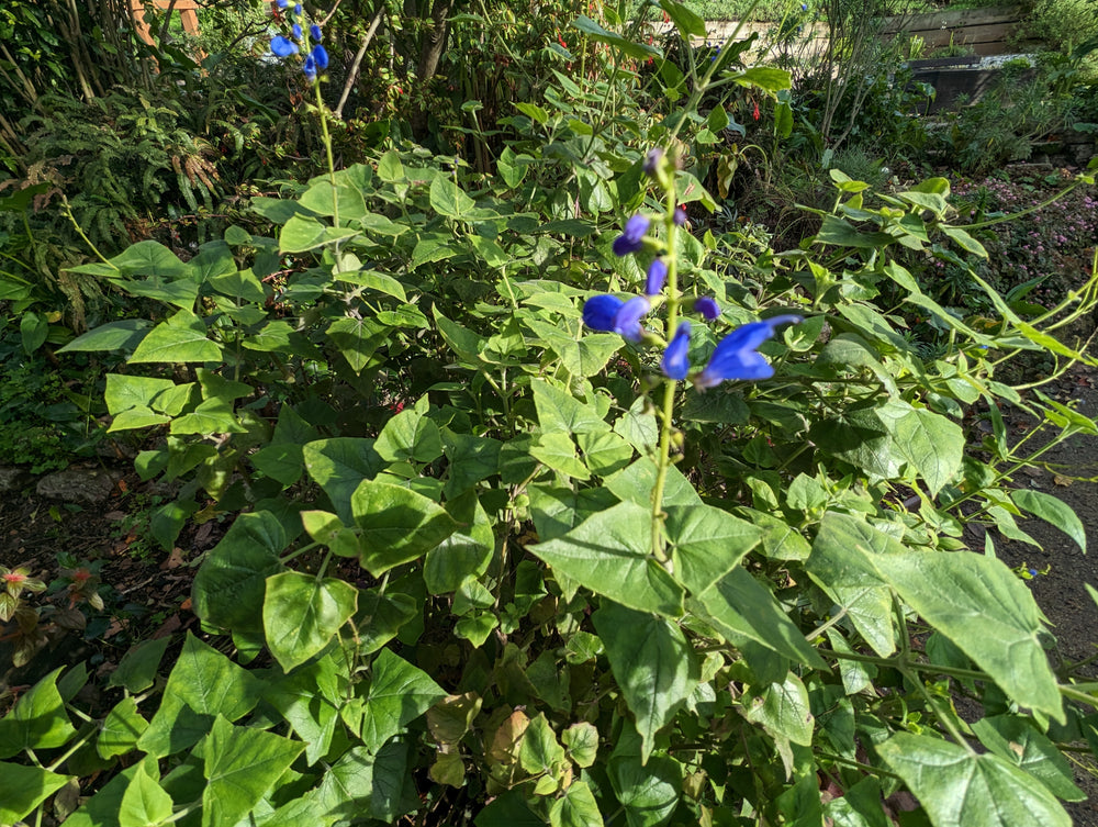 Salvia cacaliifolia