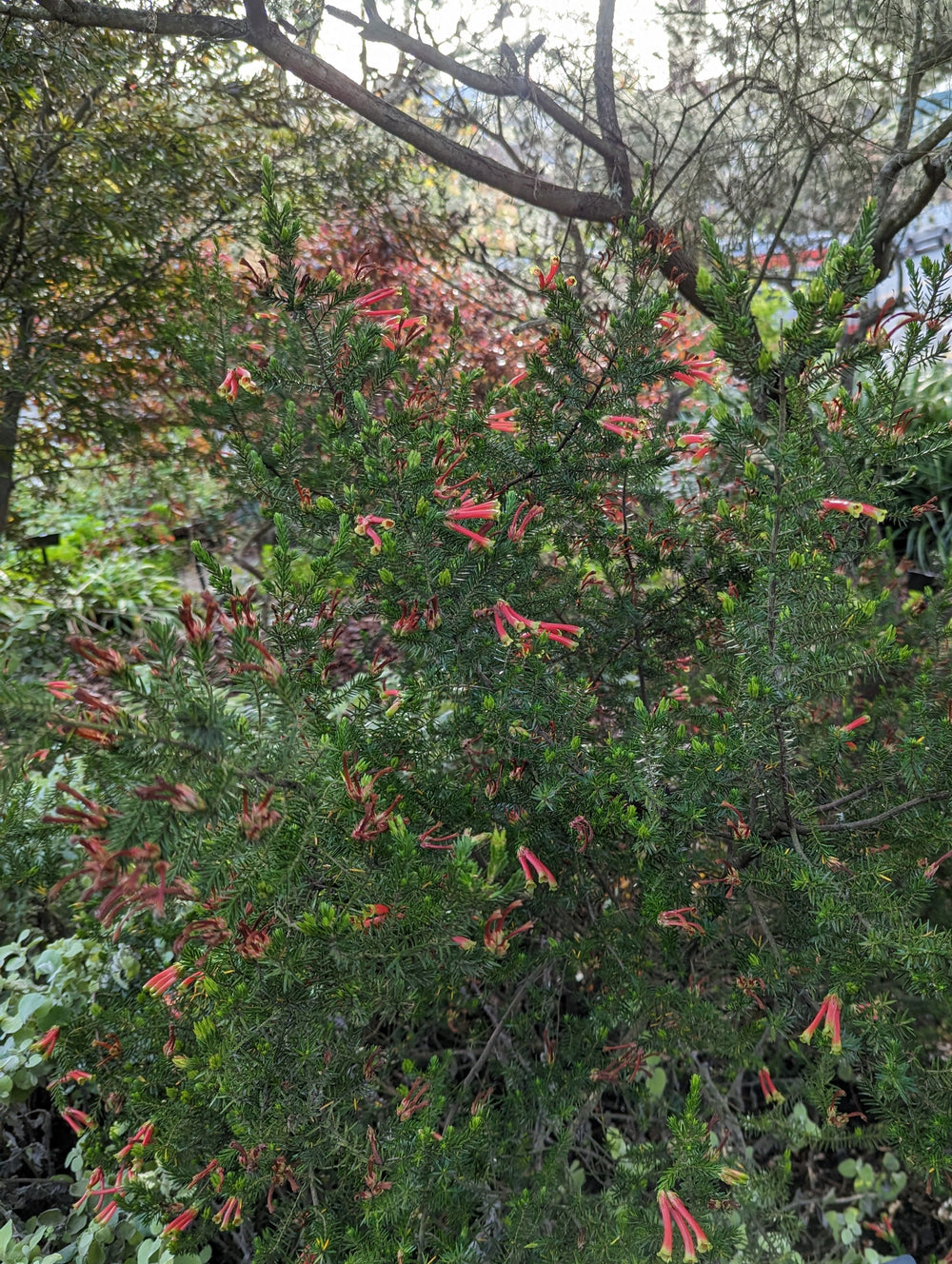 Erica speciosa