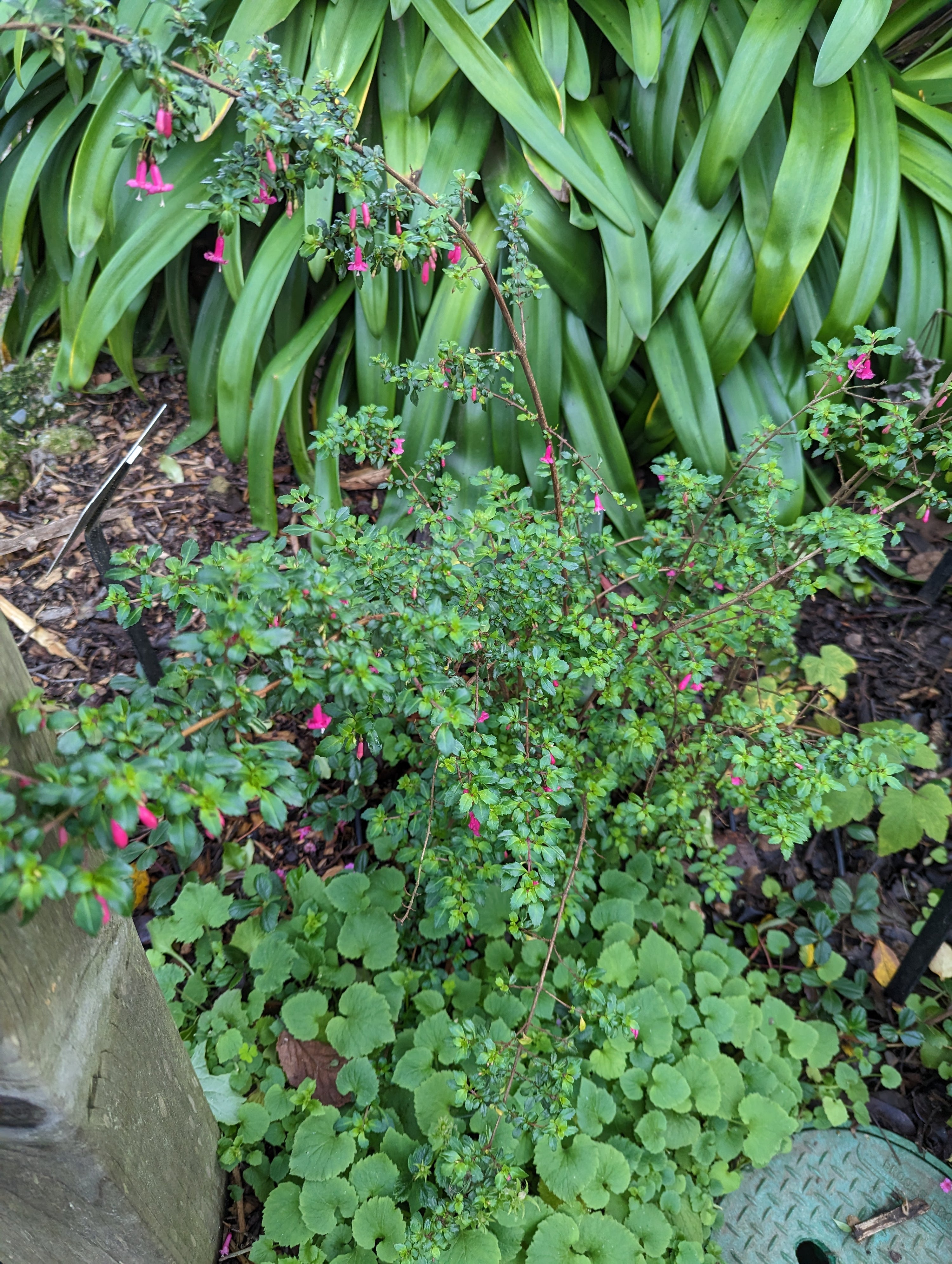 Fuchsia thymifolia