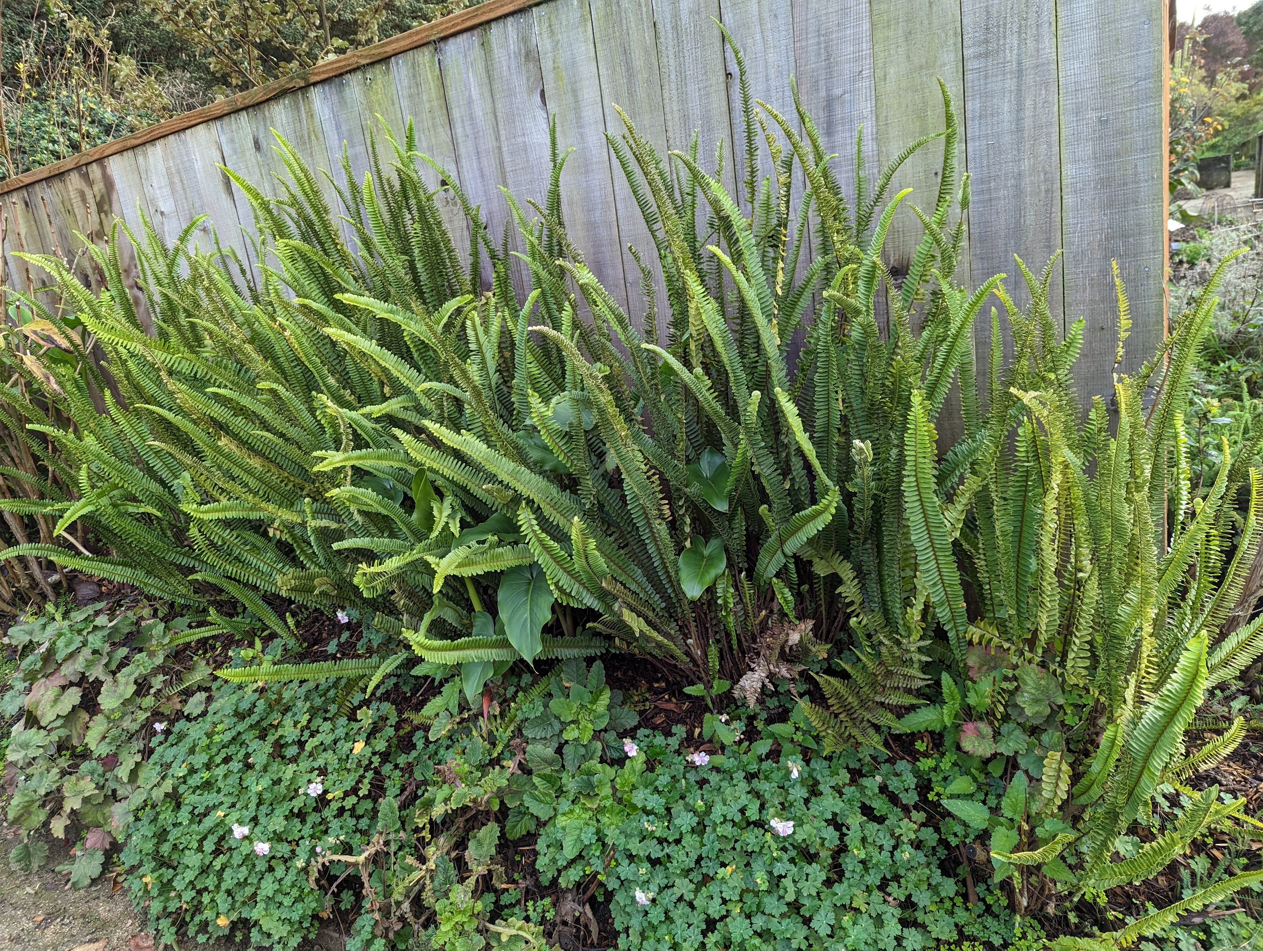 Nephrolepis cordifolia – Heron's Head Nursery