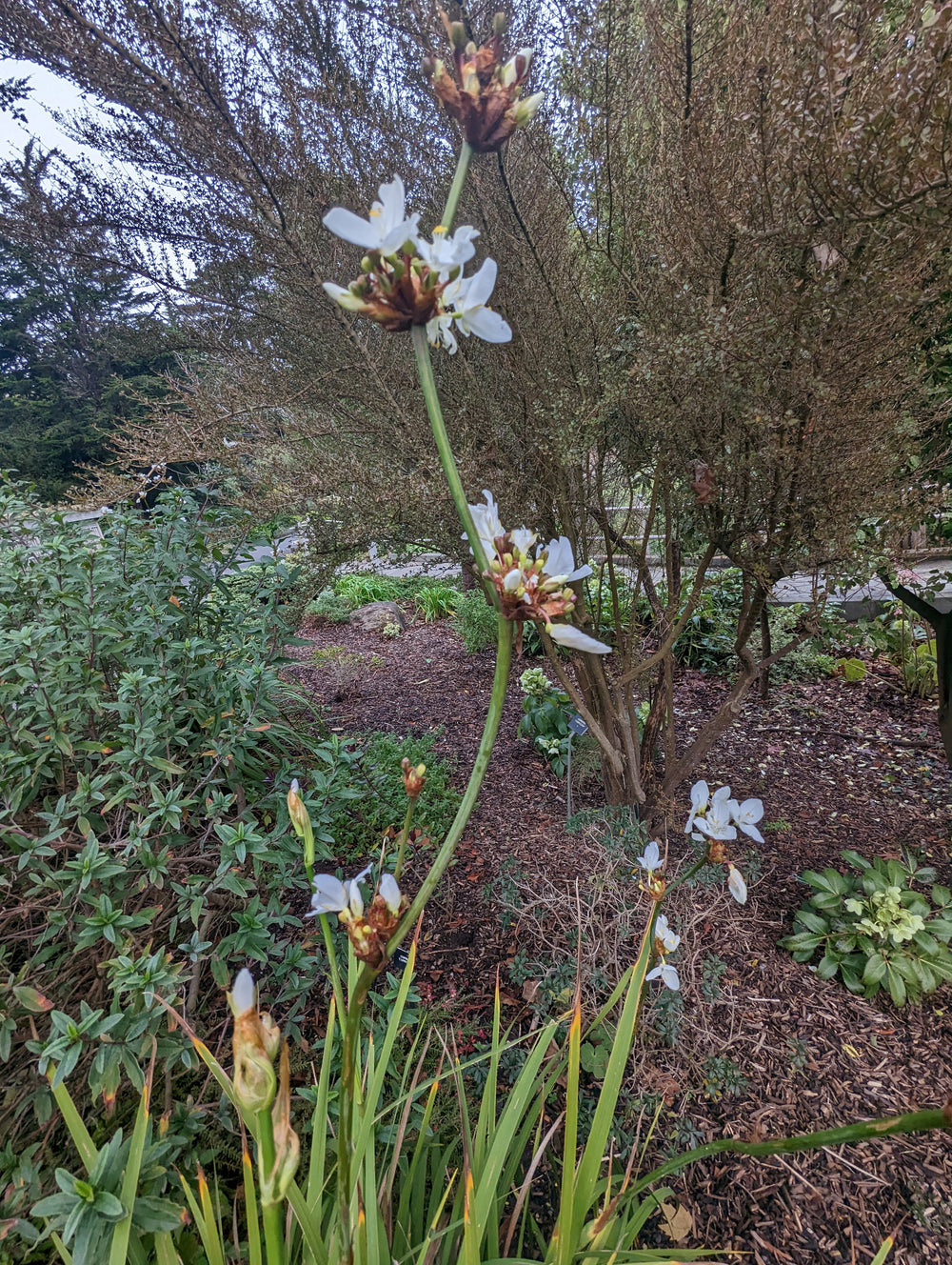 Libertia chilensis