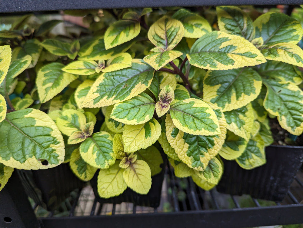 Plectranthus 'Guacamole'