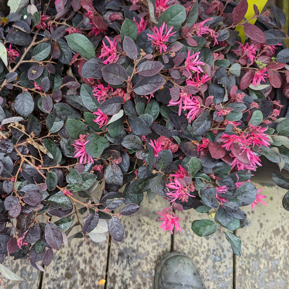 Loropetalum chinense var. rubrum 'Blush'