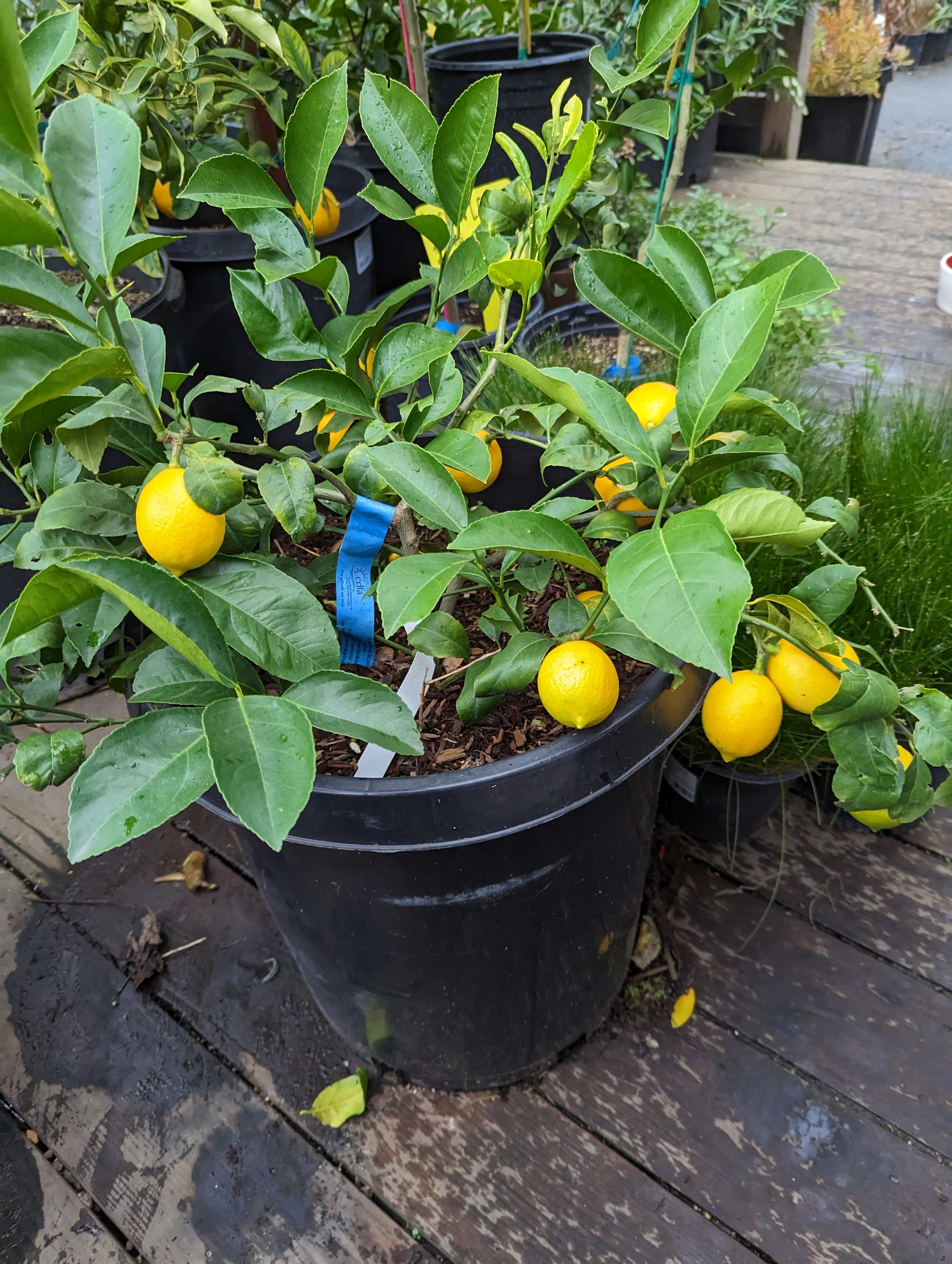 Citrus 'Improved Meyer' Lemon  True Dwarf