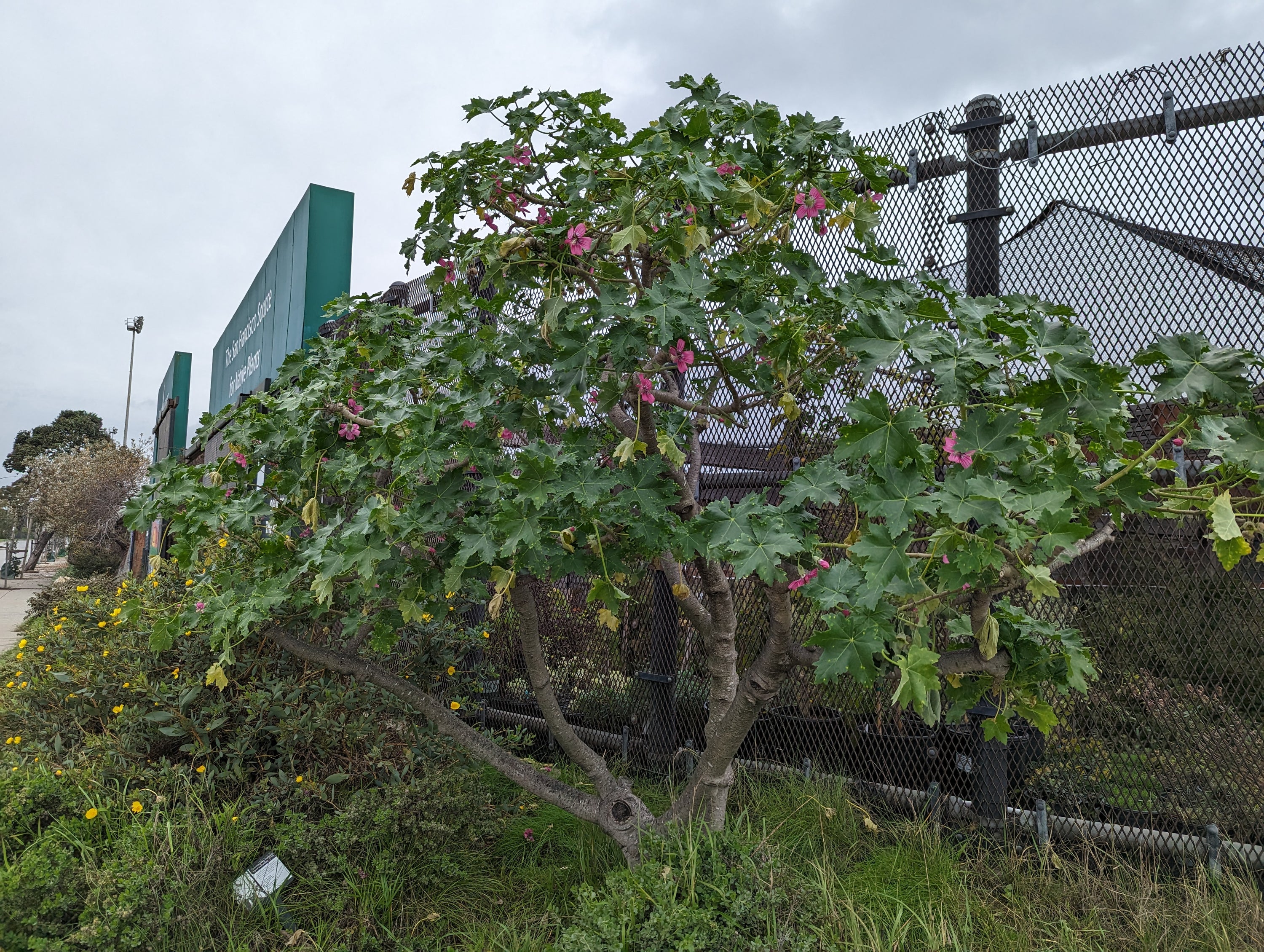 Lavatera assurgentiflora