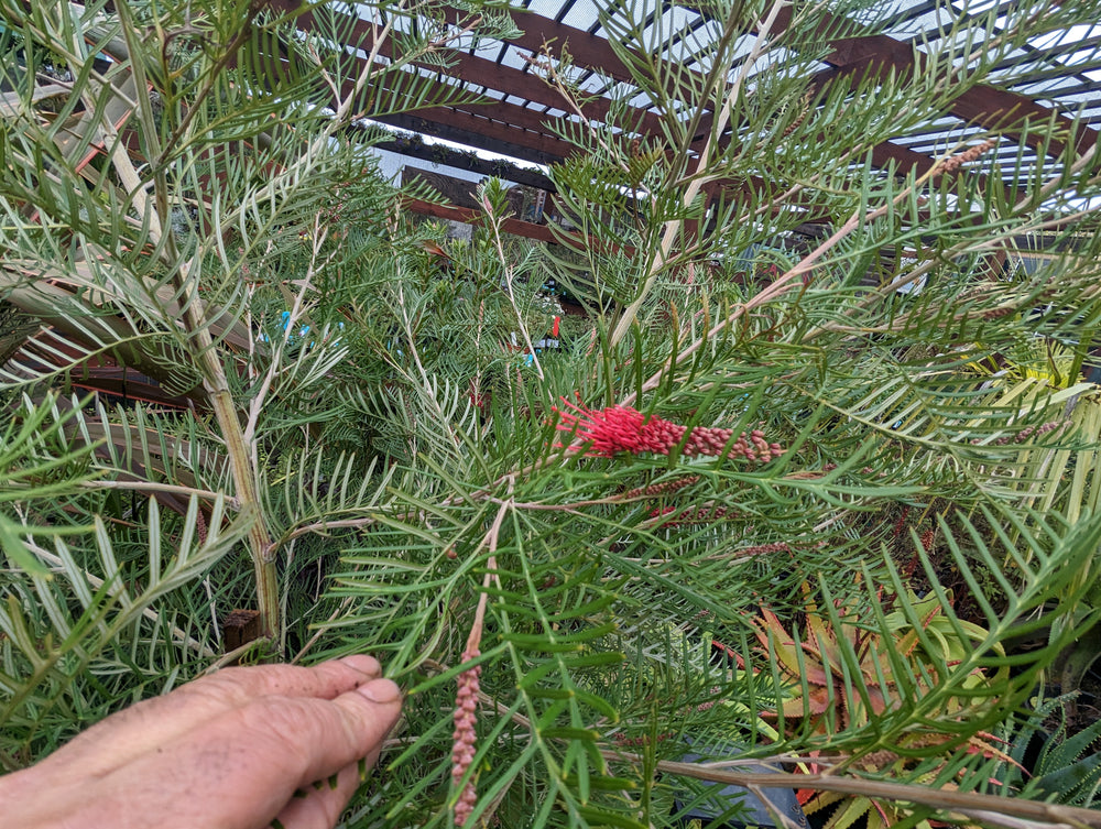 Grevillea 'Red Hooks'