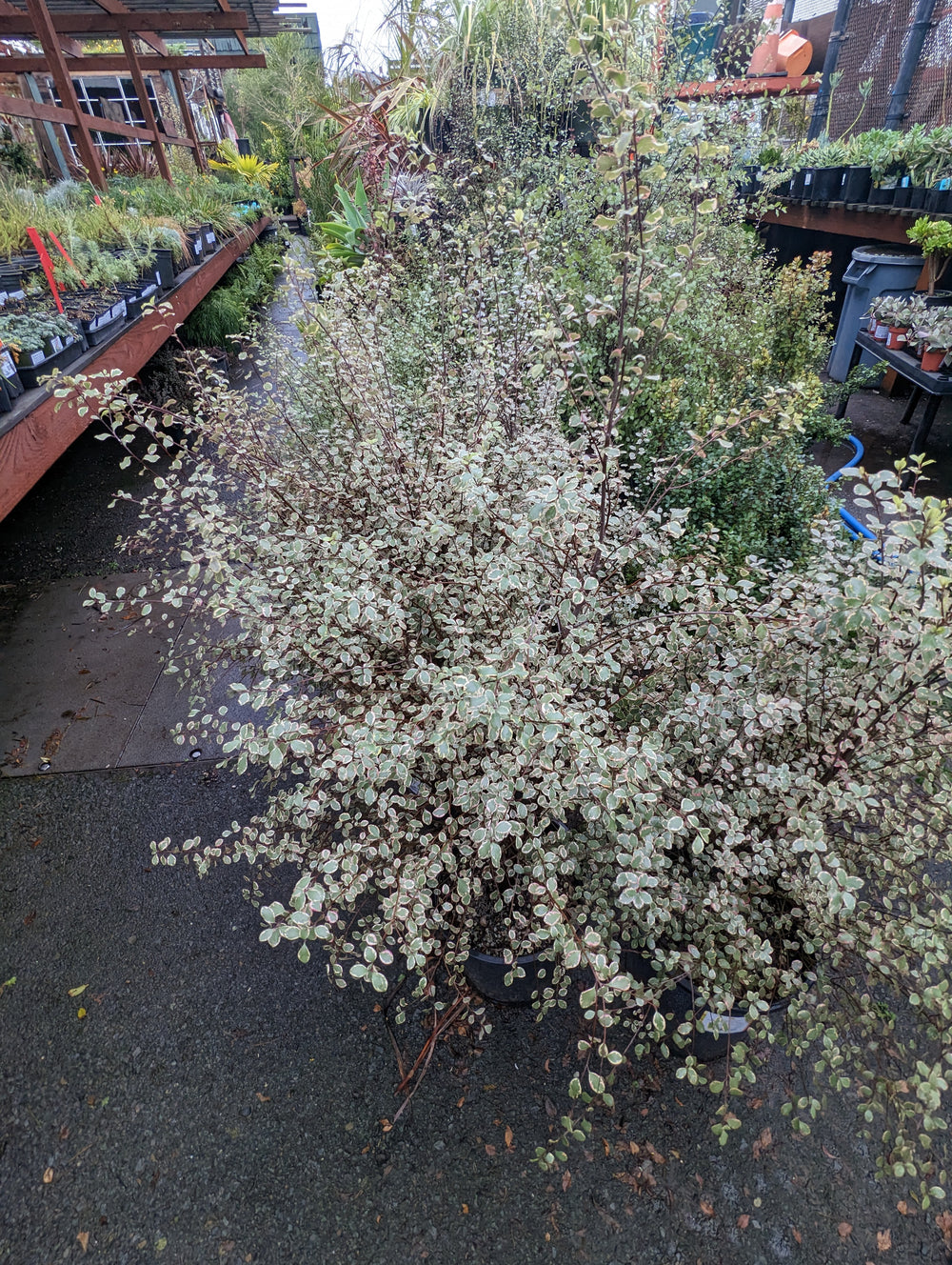 Pittosporum tenuifolium 'Silver Magic'